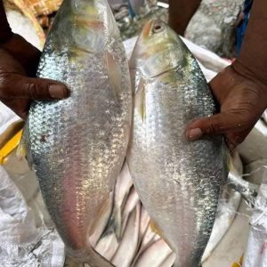 ৭ পিস ৬ কেজি ২৭০০ টাকা